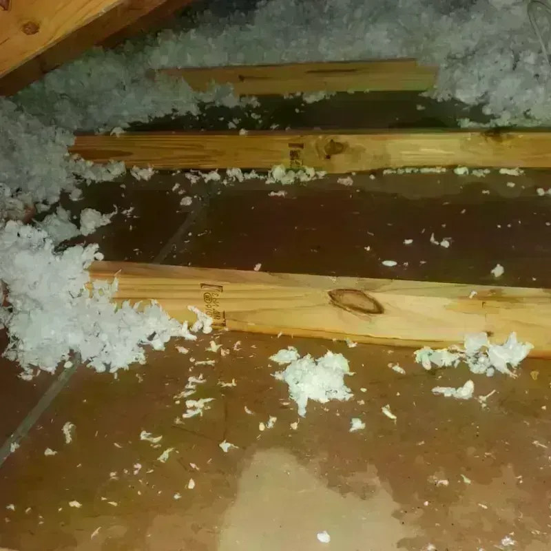 Attic Water Damage in Miami Shores, FL