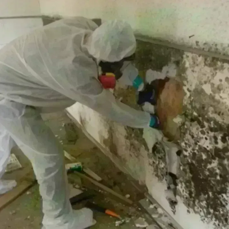 Mold Remediation and Removal in Miami Shores, FL